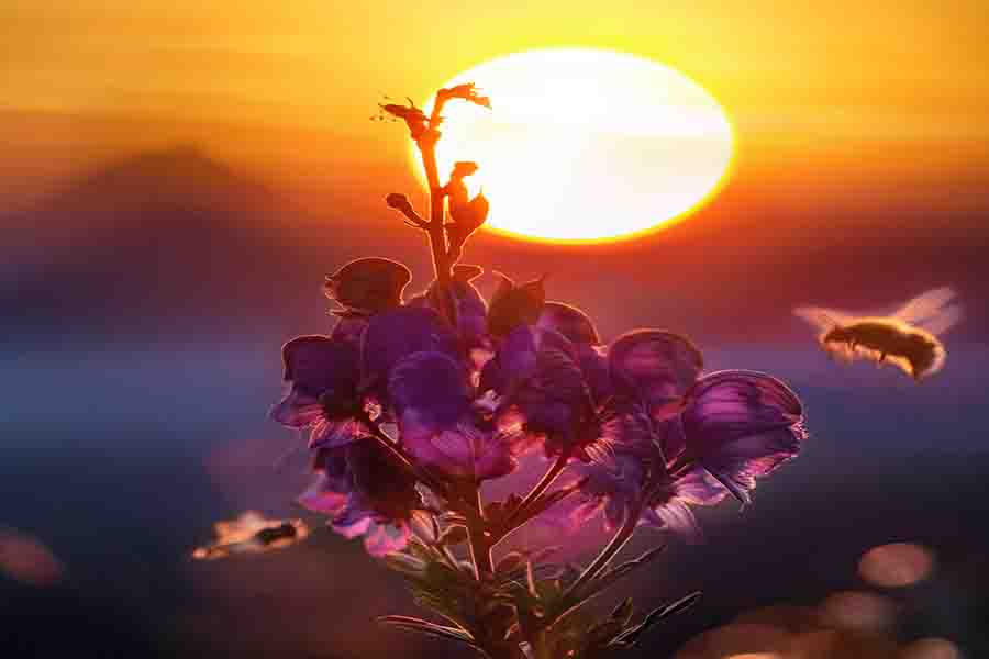 ¿Son las abejas atraídas por la luz y por qué? (Explicación científica)