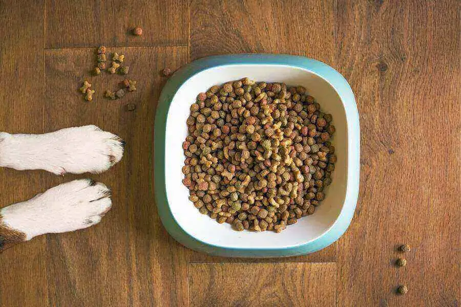¿Pueden los patos comer comida para perros o es malo para ellos?