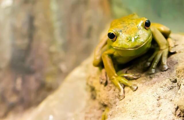9 animales sin orejas (con imágenes y hechos auditivos)