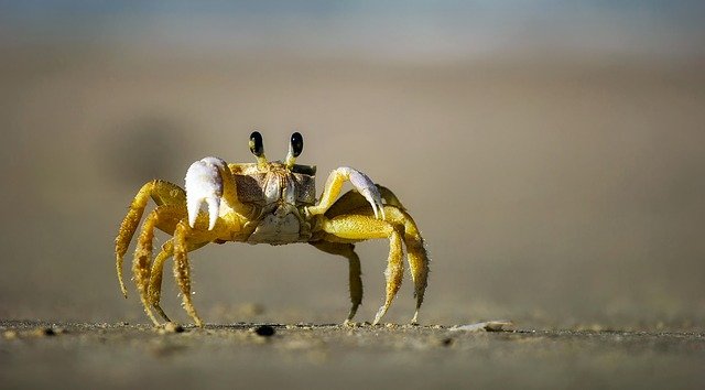 9 animales sin orejas (con imágenes y hechos auditivos)