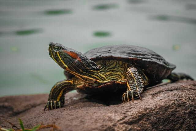 9 animales sin orejas (con imágenes y hechos auditivos)