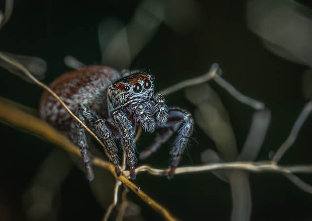 9 animales sin orejas (con imágenes y hechos auditivos)