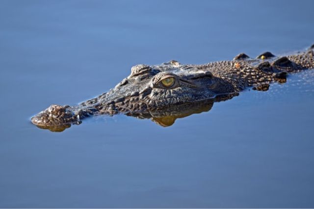 10 animales que pueden matar a un tigre en una pelea