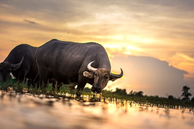 10 animales que pueden matar a un tigre en una pelea