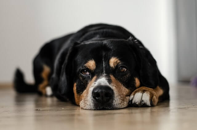 Los 10 animales más ansiosos del mundo
