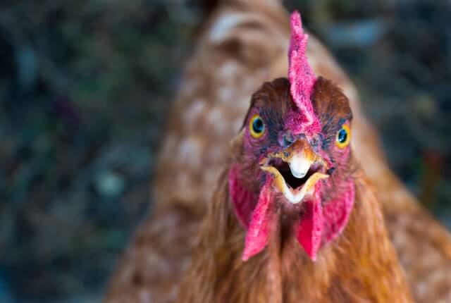 Los 10 animales más ansiosos del mundo