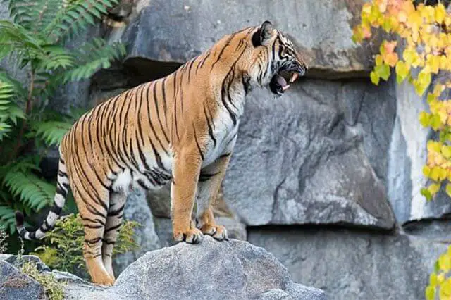 Las 5 especies de tigres más fuertes del mundo (clasificadas)