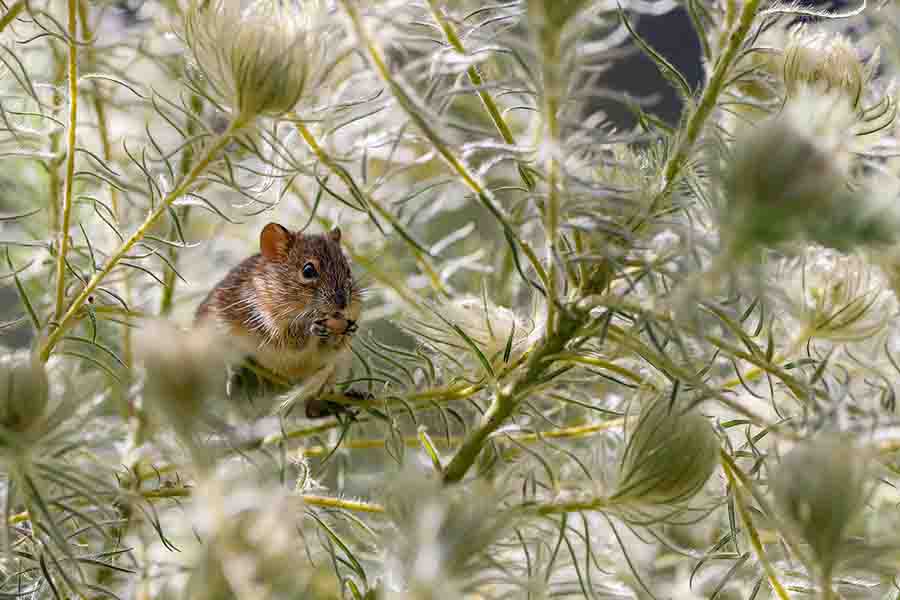 ¿Qué comen los búhos? (Cada animal de presa cazado por búhos)