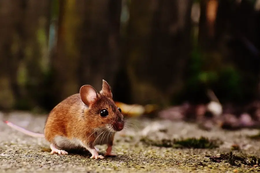 ¿Qué comen los osos? (Lista completa de la dieta de los osos)