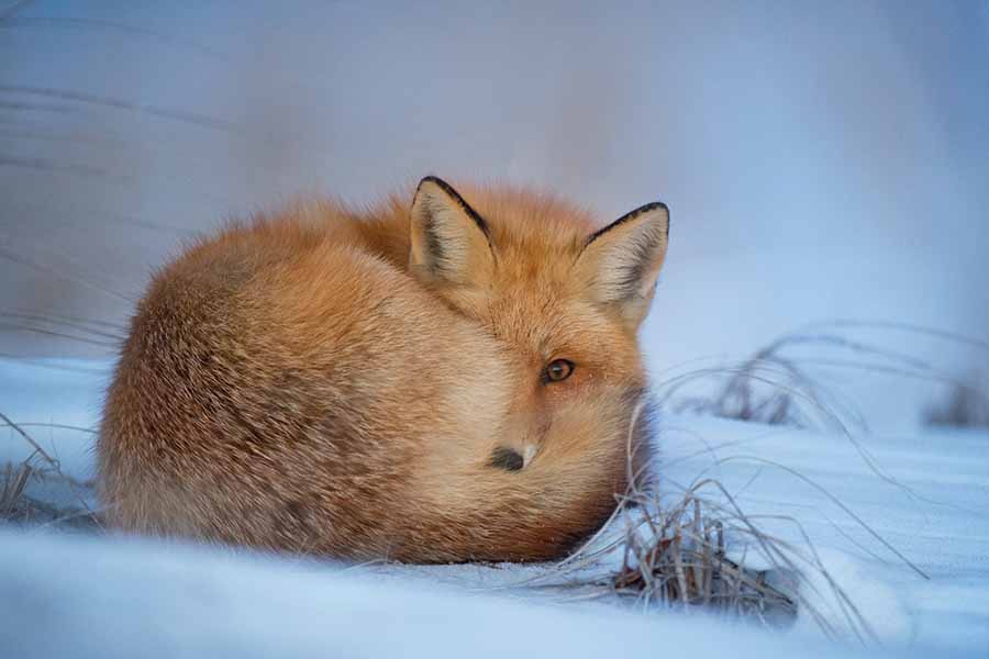 ¿Los zorros hibernan? (Cómo viven y comen durante el invierno)