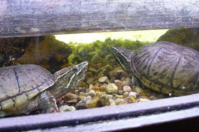Las 5 especies de tortugas más pequeñas del mundo (imágenes y datos)