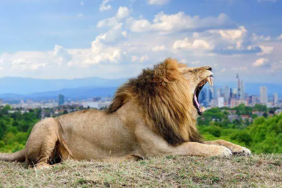 león contra Wolf: ¿Quién ganaría en una pelea?