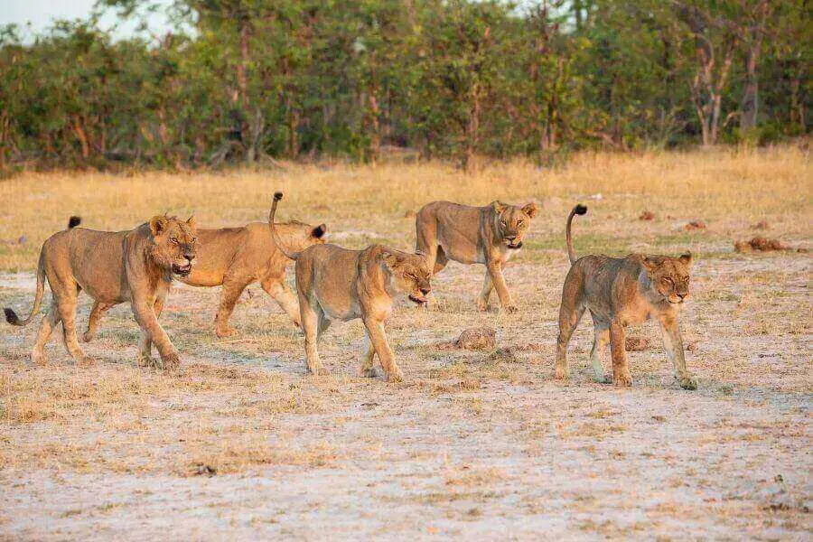 león contra Wolf: ¿Quién ganaría en una pelea?