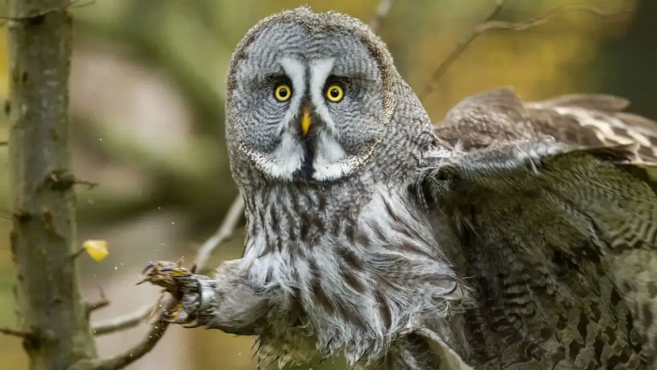 ¿Qué animales comen zorros? 13 animales que debes conocer