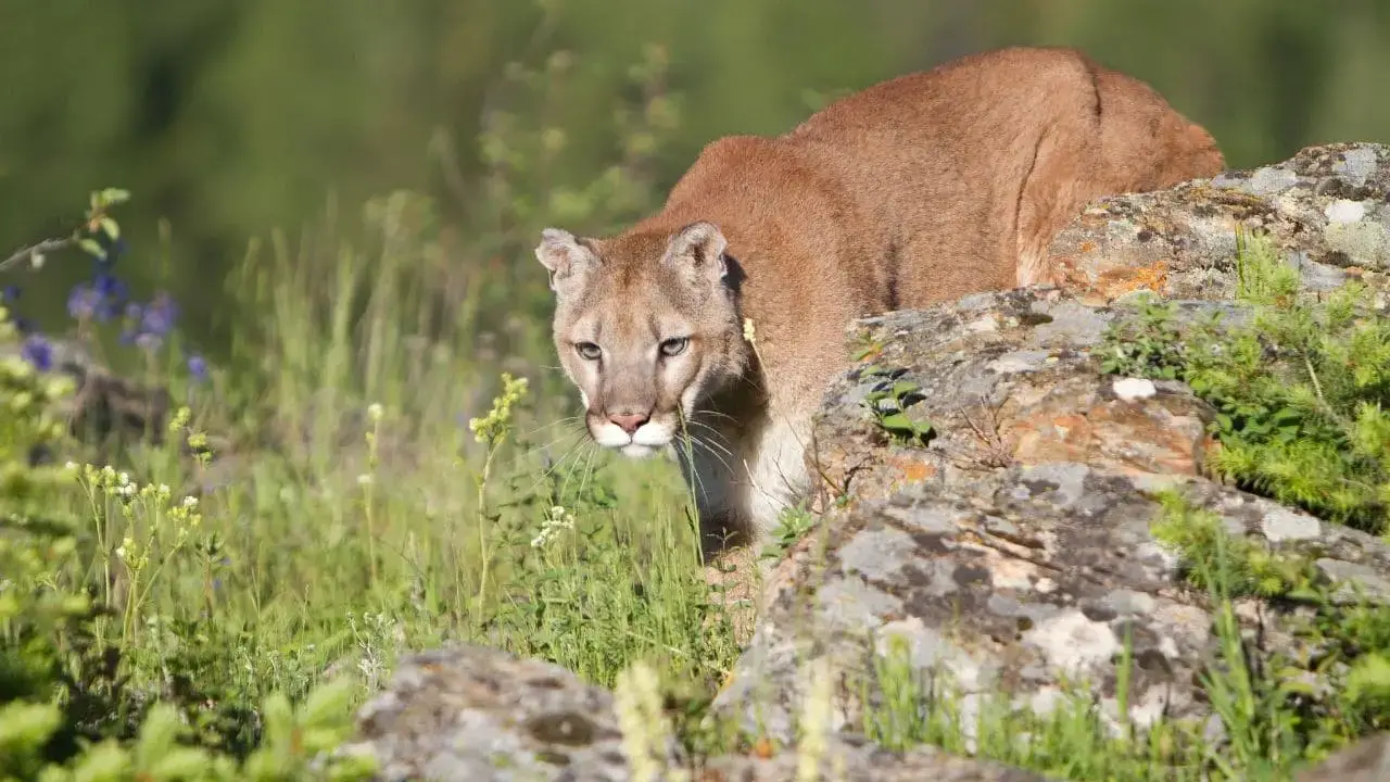 ¿Qué animales comen zorros? 13 animales que debes conocer