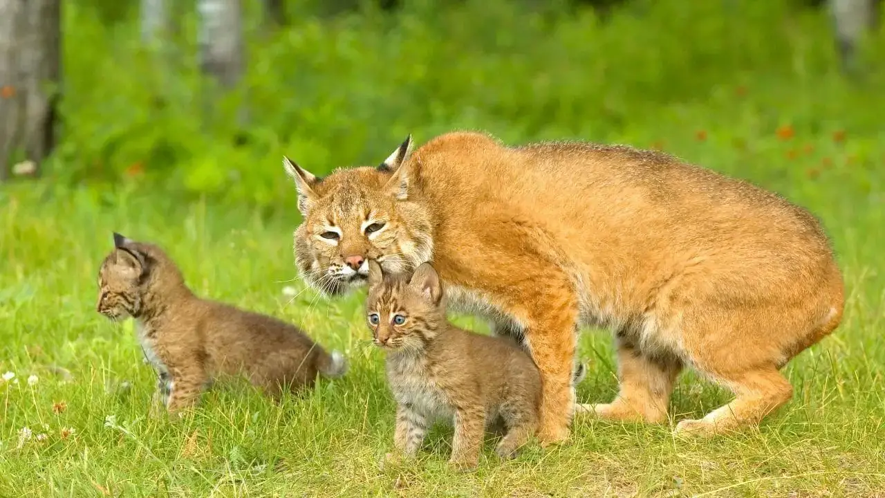 ¿Qué animales comen zorros? 13 animales que debes conocer