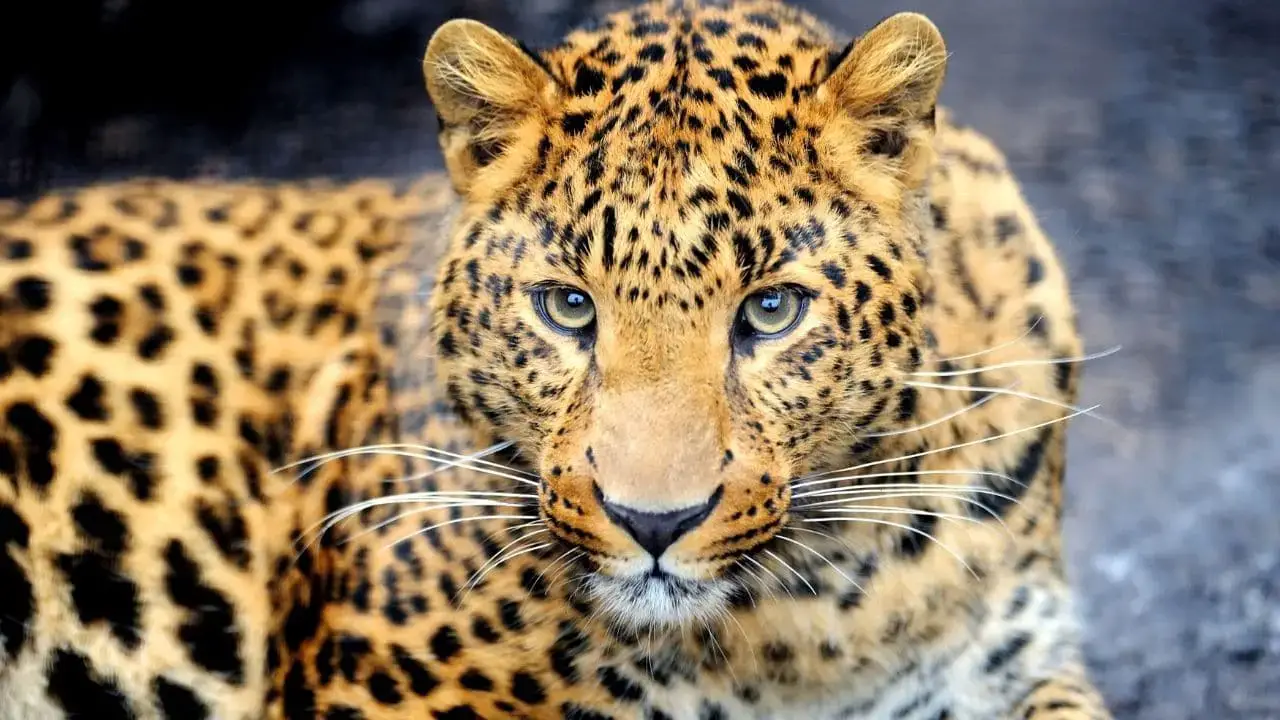 ¿Qué animales comen zorros? 13 animales que debes conocer