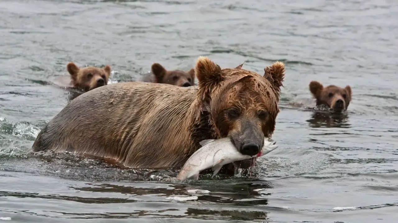 ¿Qué animales comen zorros? 13 animales que debes conocer