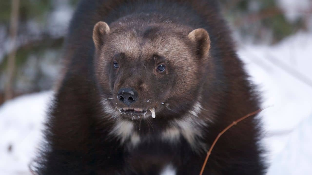 ¿Qué animales comen zorros? 13 animales que debes conocer