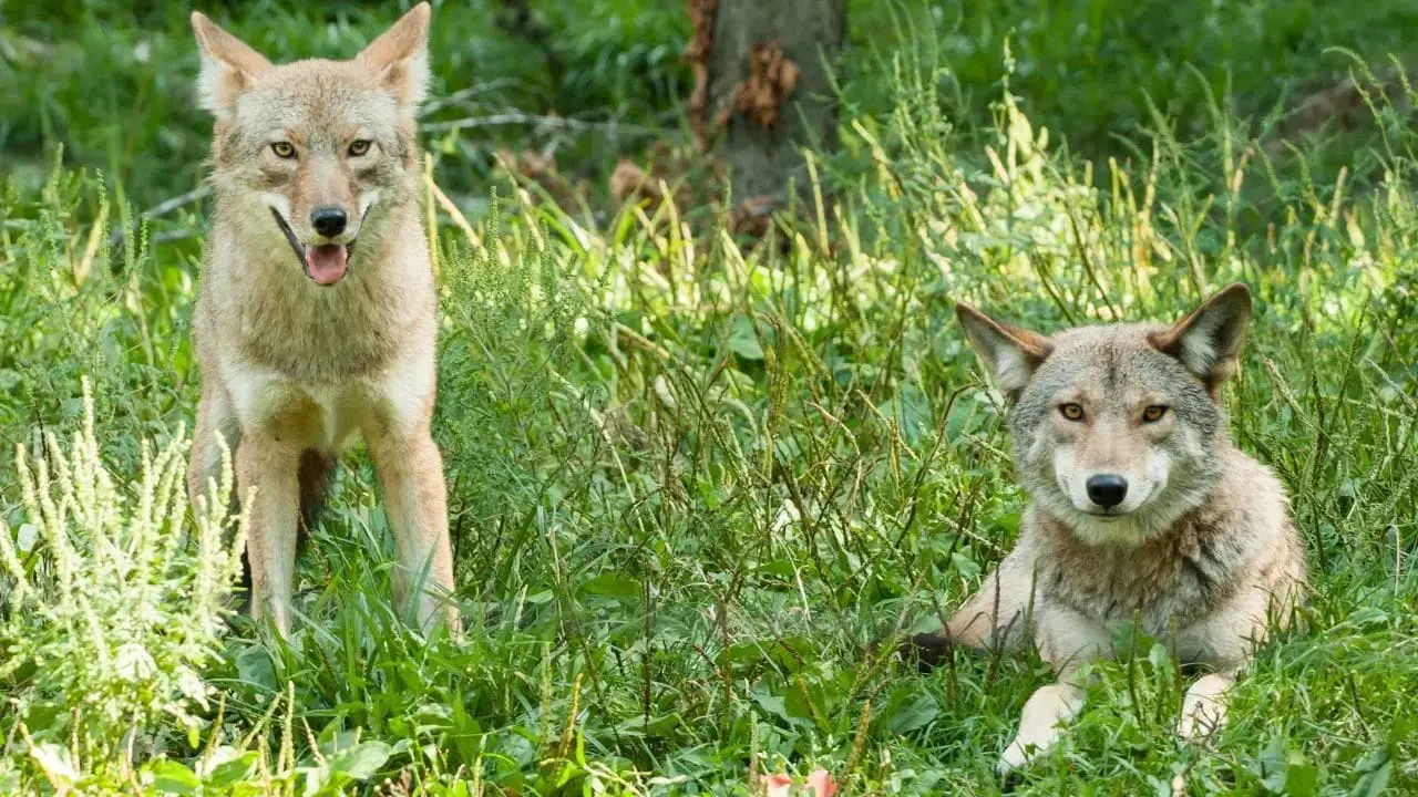 ¿Qué animales comen zorros? 13 animales que debes conocer