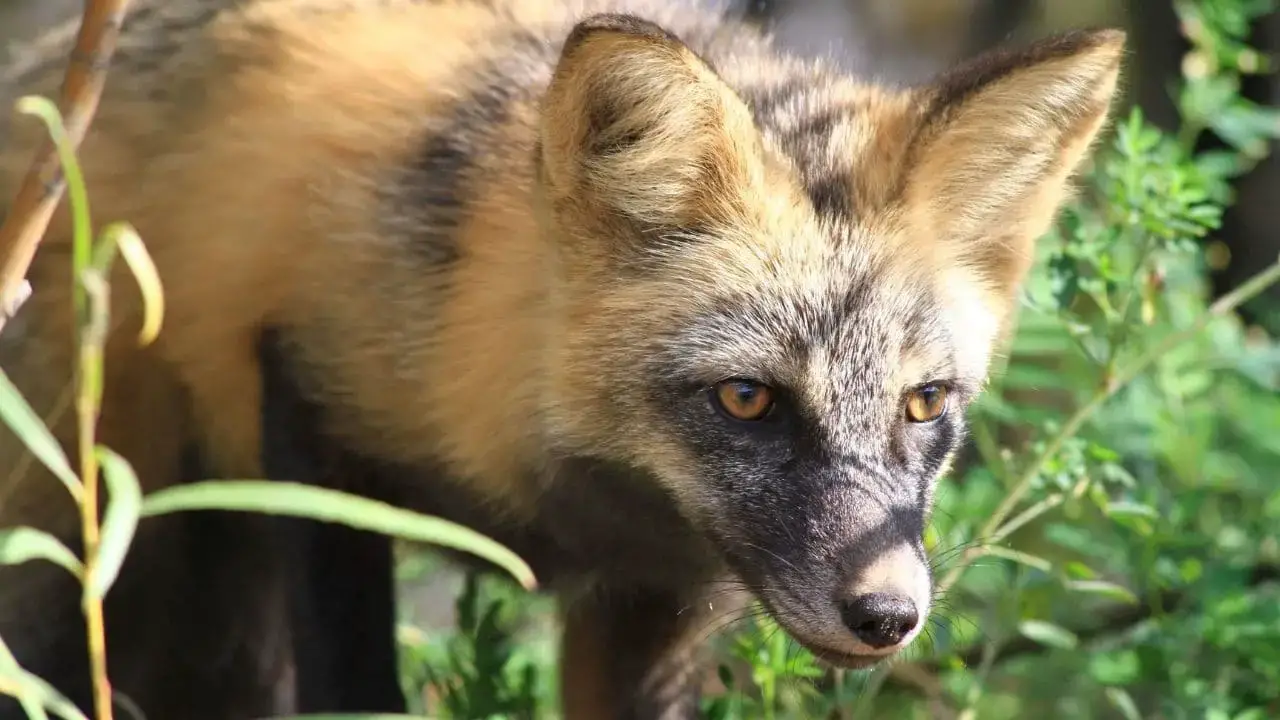¿Qué animales comen zorros? 13 animales que debes conocer
