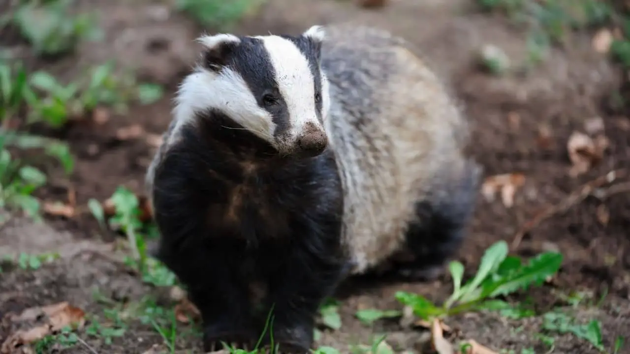 ¿Qué animales comen zorros? 13 animales que debes conocer