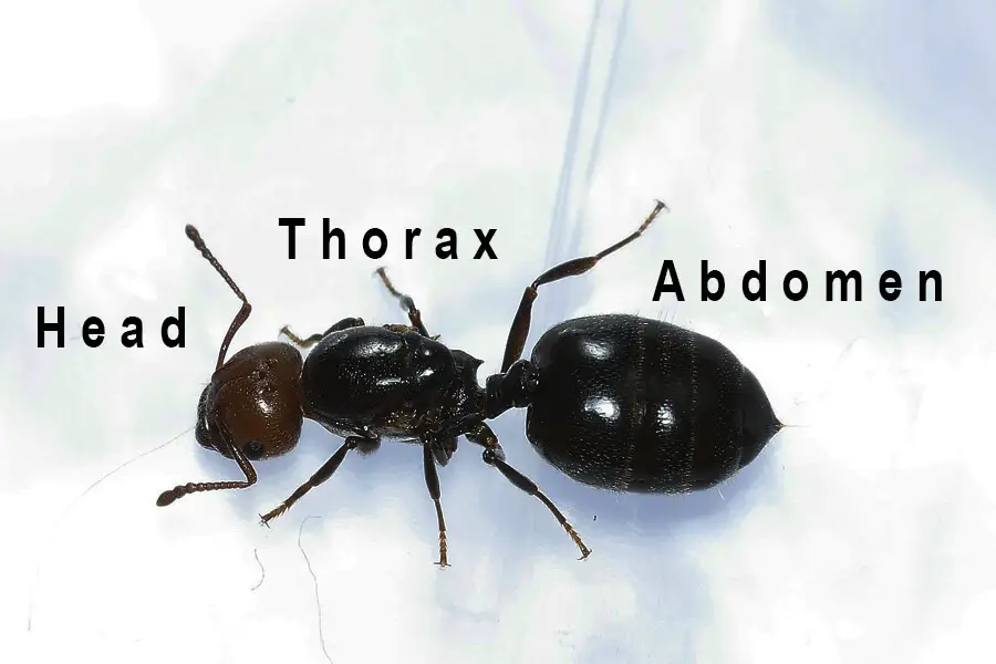 ¿Las hormigas tienen huesos? Datos sobre el cuerpo y el exoesqueleto de la hormiga