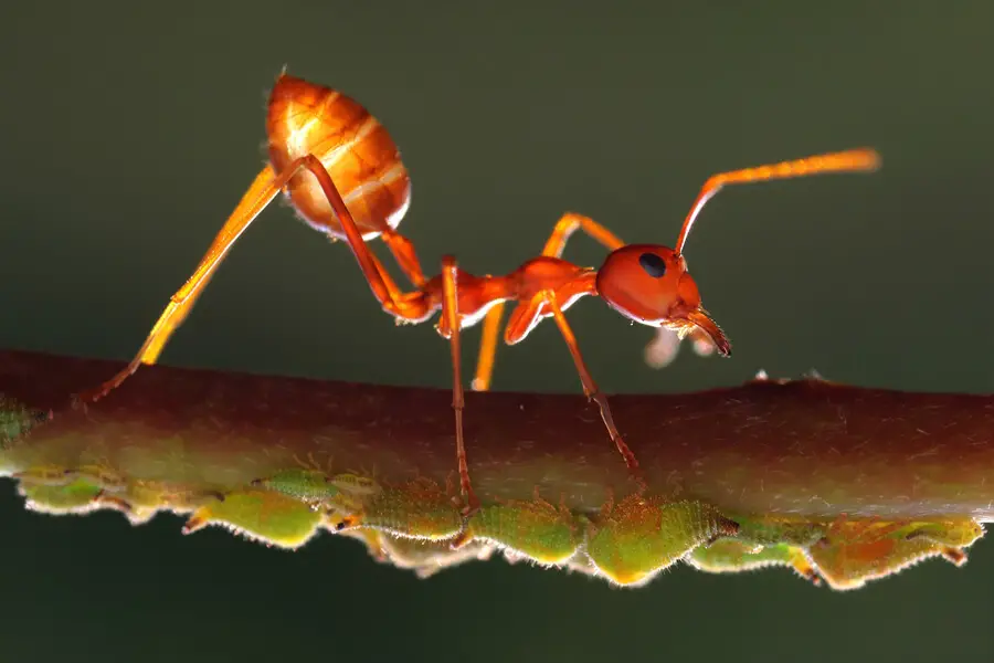¿Las hormigas tienen huesos? Datos sobre el cuerpo y el exoesqueleto de la hormiga
