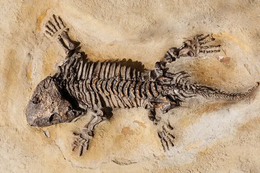¿Las hormigas tienen huesos? Datos sobre el cuerpo y el exoesqueleto de la hormiga
