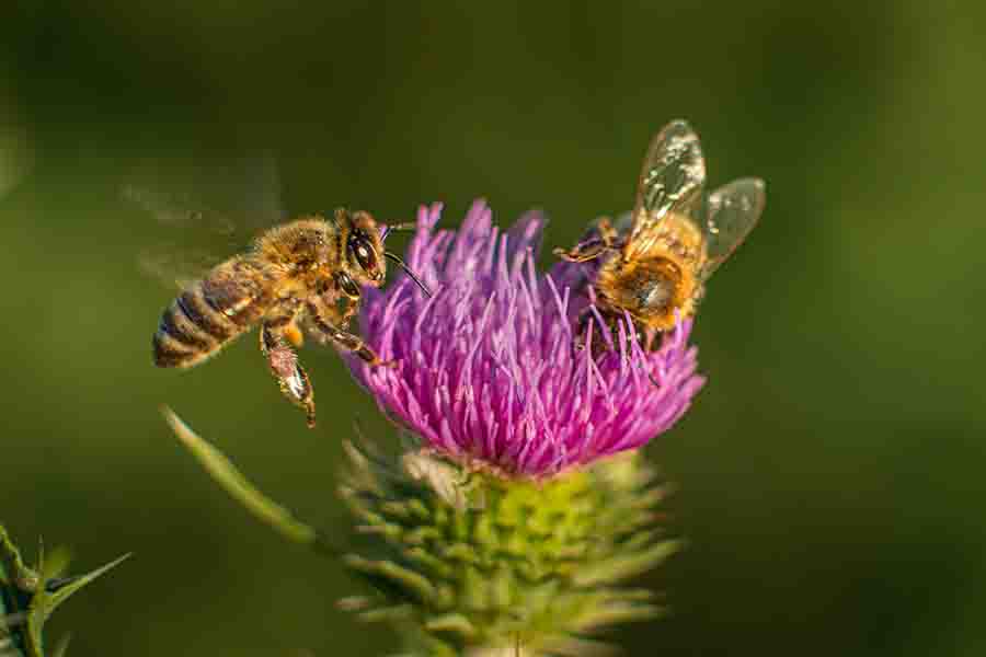 ¿Qué colores atraen más a las abejas?