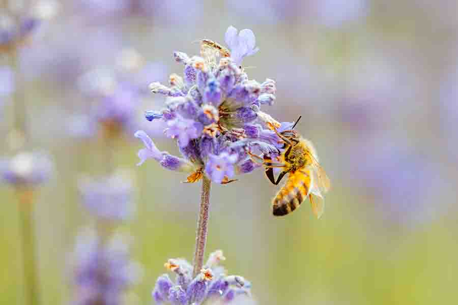 ¿Qué colores atraen más a las abejas?