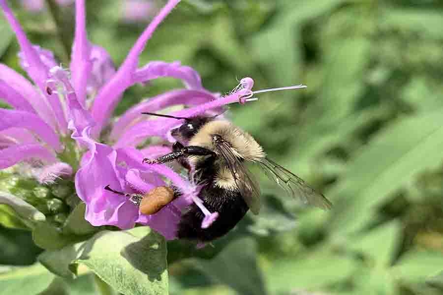 ¿Qué colores atraen más a las abejas?