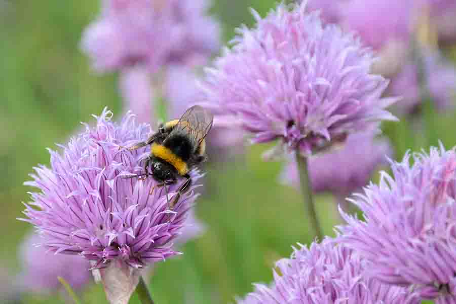 ¿Qué colores atraen más a las abejas?