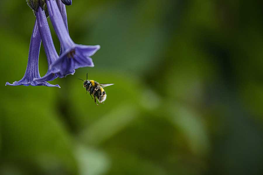 ¿Qué colores atraen más a las abejas?