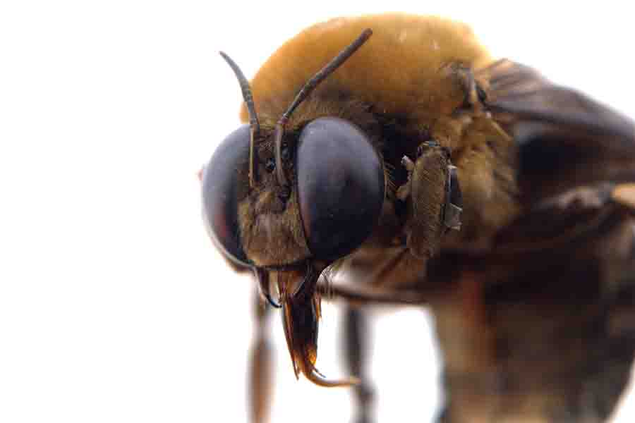 ¿Qué colores atraen más a las abejas?