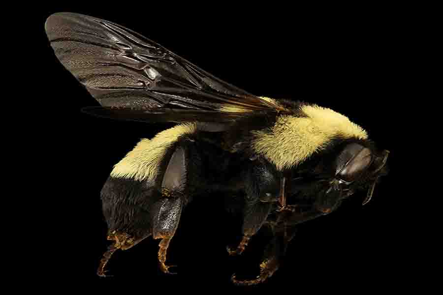 ¿Qué colores atraen más a las abejas?