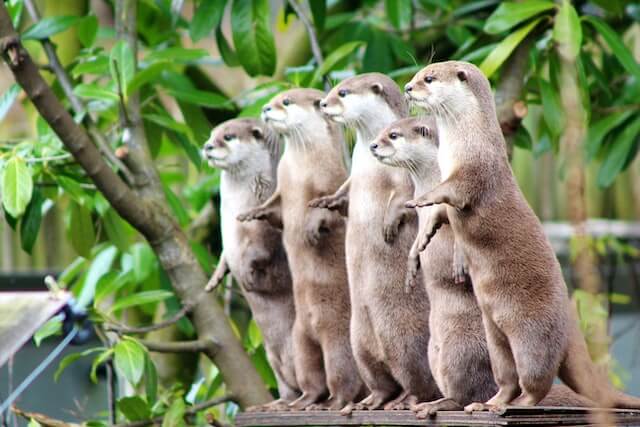 Los 11 animales más sociales del mundo (imágenes y hechos)