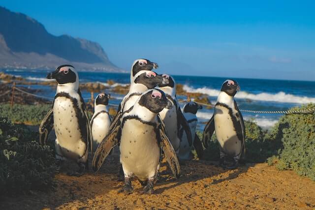 Los 11 animales más sociales del mundo (imágenes y hechos)