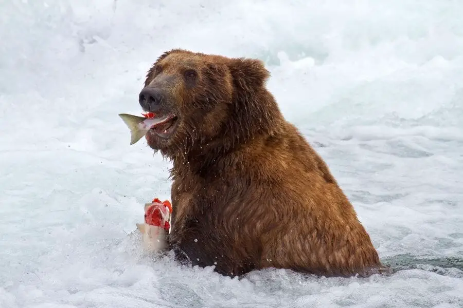 ¿Qué comen los osos? (Lista completa de la dieta de los osos)