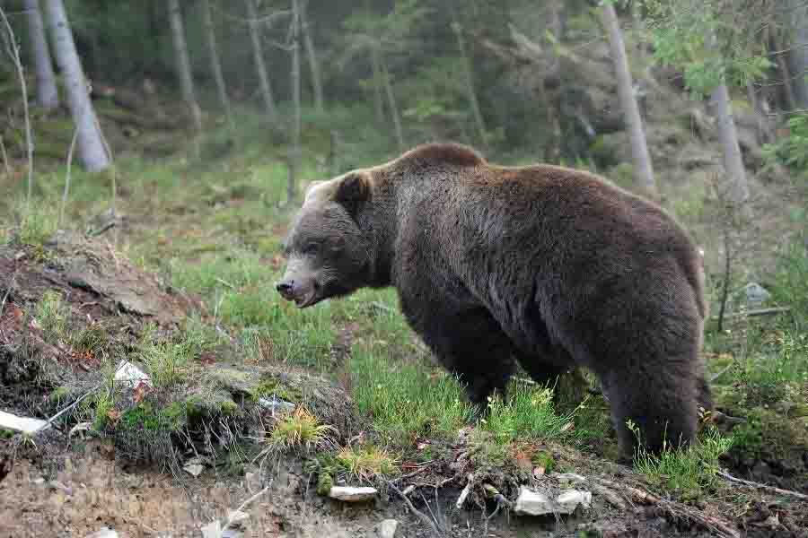 ¿Qué comen los osos? (Lista completa de la dieta de los osos)