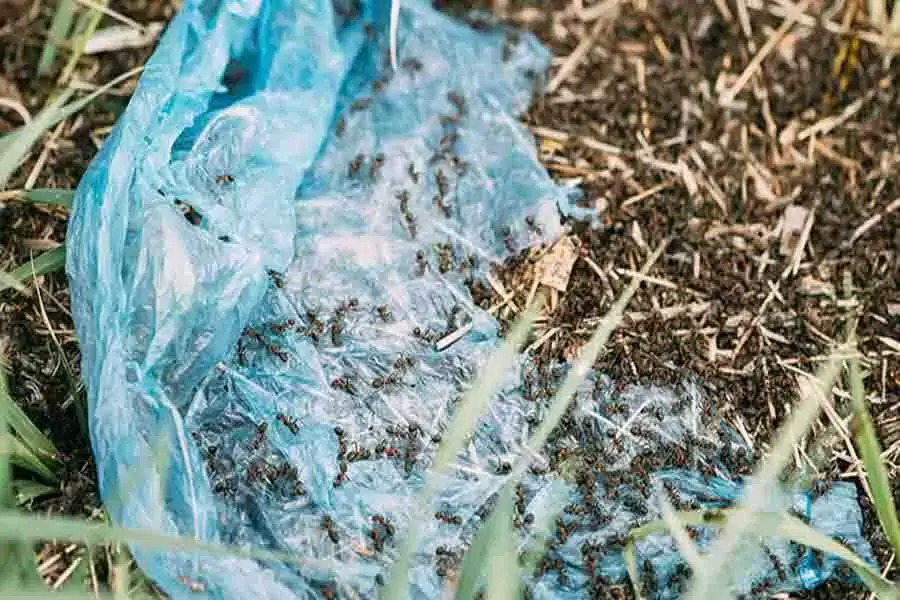 ¿Qué pueden morder las hormigas? Estos hechos pueden sorprenderte
