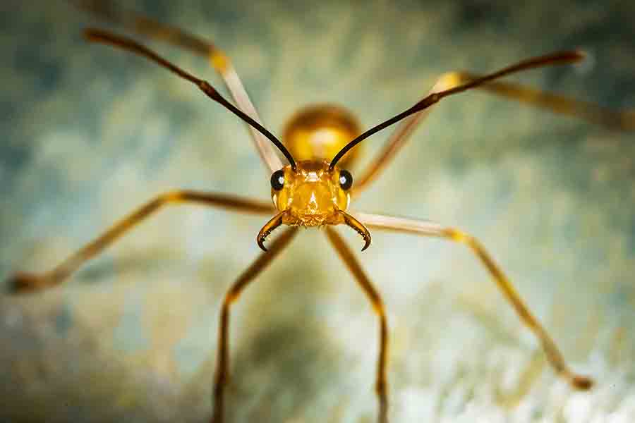 ¿Las hormigas sienten dolor? Cómo las hormigas y otros insectos lidian con el dolor