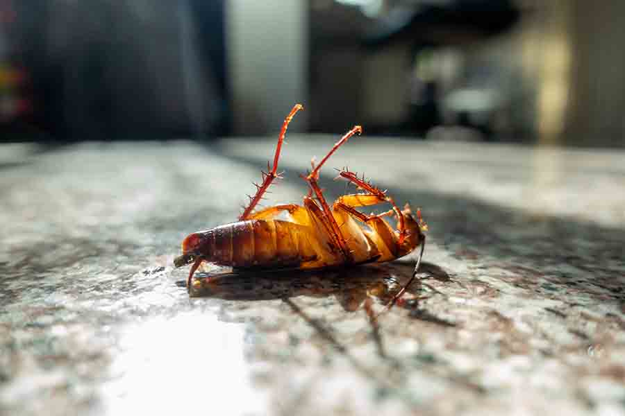 ¿Las hormigas sienten dolor? Cómo las hormigas y otros insectos lidian con el dolor