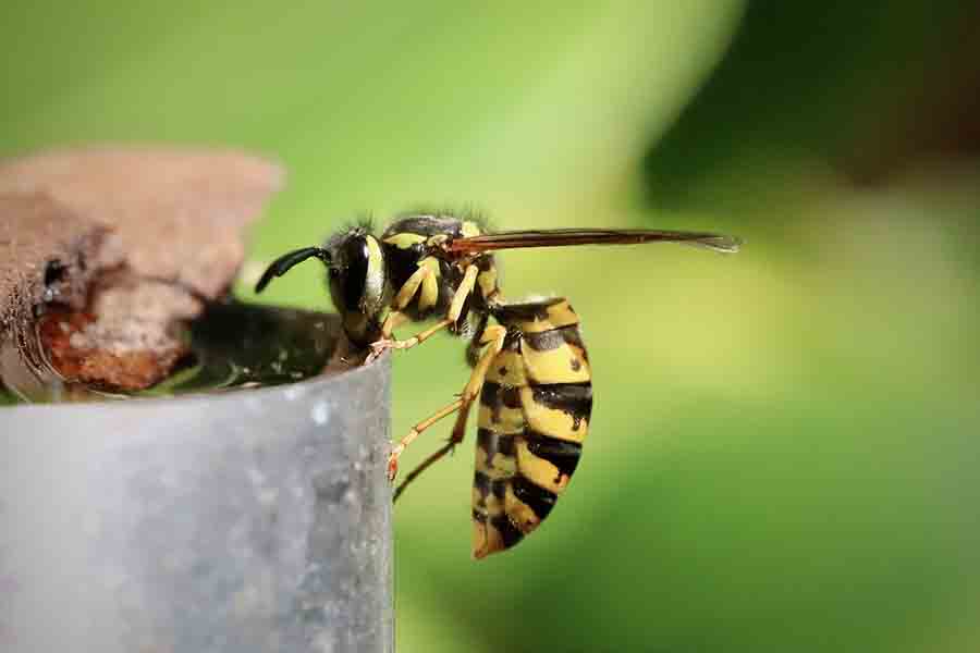 ¿Las hormigas sienten dolor? Cómo las hormigas y otros insectos lidian con el dolor