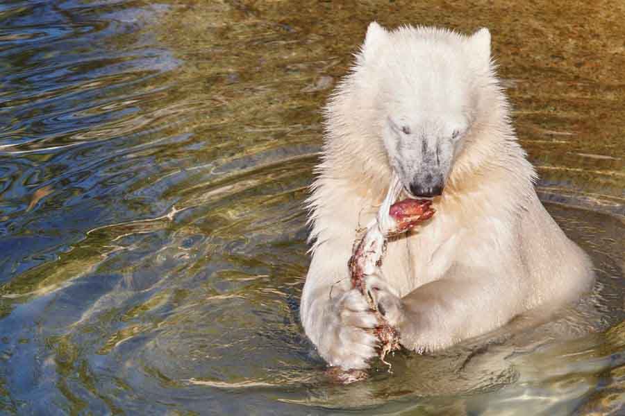¿Qué tan fuertes son los osos? (Osos polares, negros y grizzly)