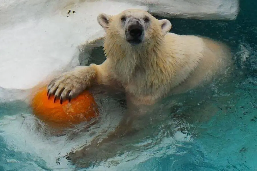 ¿Qué tan fuertes son los osos? (Osos polares, negros y grizzly)