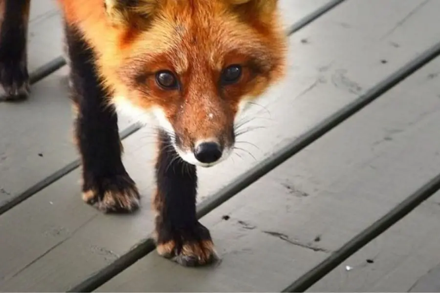 ¿Se puede tener un zorro de mascota? (5 razones por las que es una mala idea)
