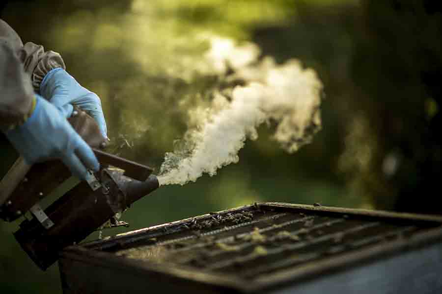 ¿Por qué los apicultores usan humo para calmar a las abejas? Cómo funciona
