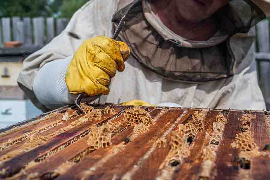 ¿Por qué los apicultores usan humo para calmar a las abejas? Cómo funciona