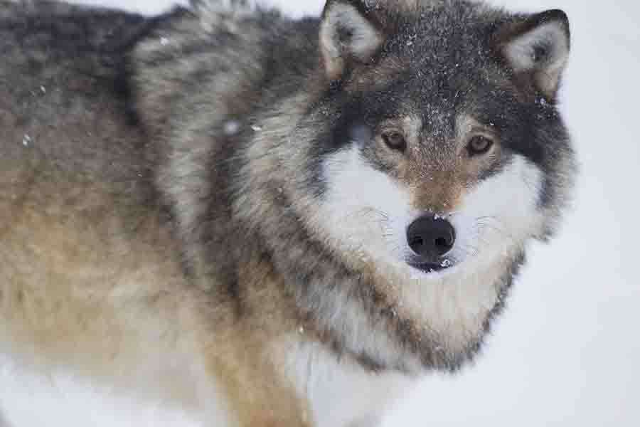 ¿Los lobos hibernan? (Lo que hacen los lobos en invierno)